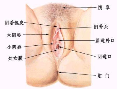 巴氏腺囊肿能不能自愈,女性巴氏腺囊肿是什么原因造成的