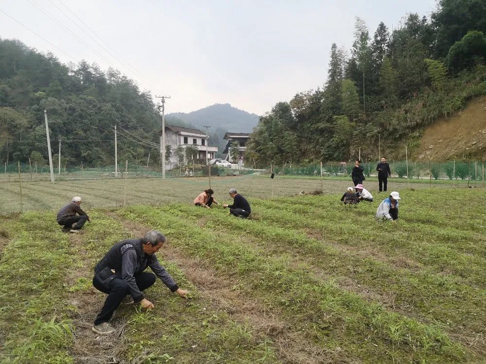 优质中药材黄精育苗基地,黄精育苗基地简介