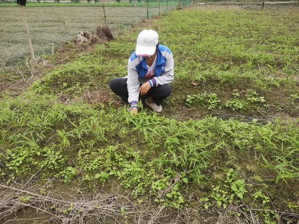 优质中药材黄精育苗基地,黄精育苗基地简介