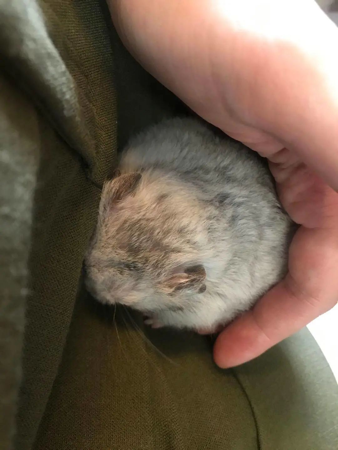 “似乎它从来都没有真正离开过”：和宠物告别的25个时刻