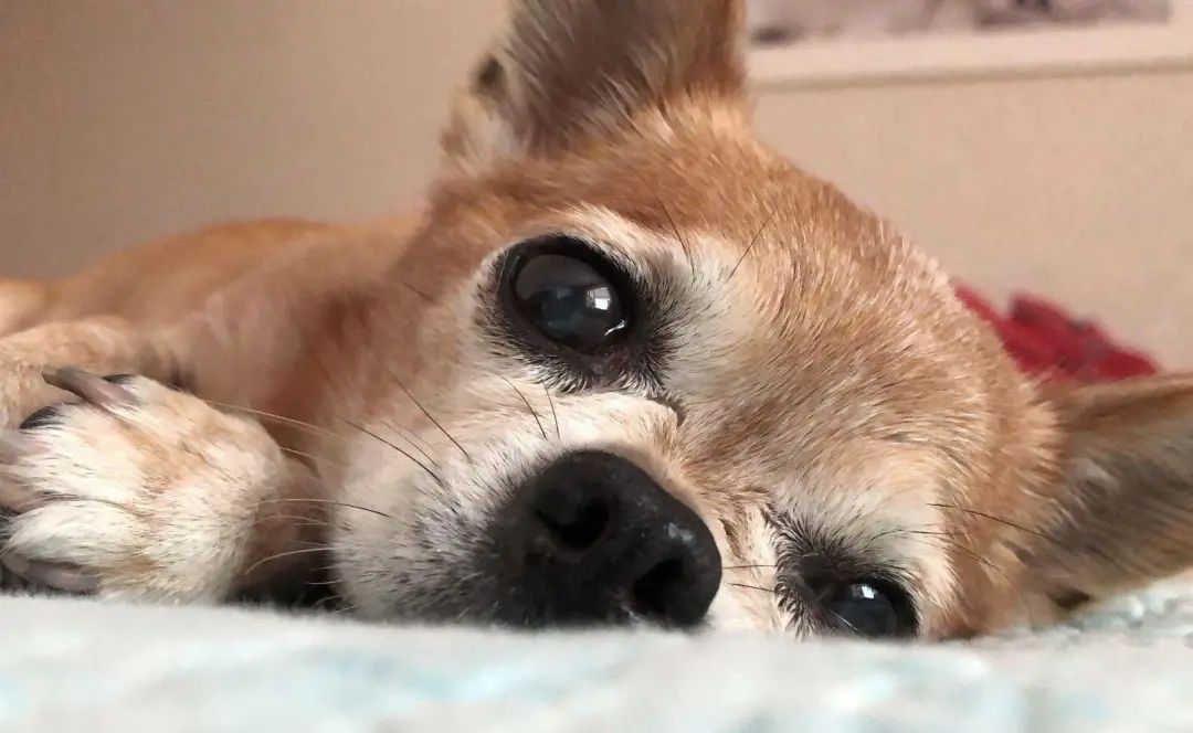 “似乎它从来都没有真正离开过”：和宠物告别的25个时刻