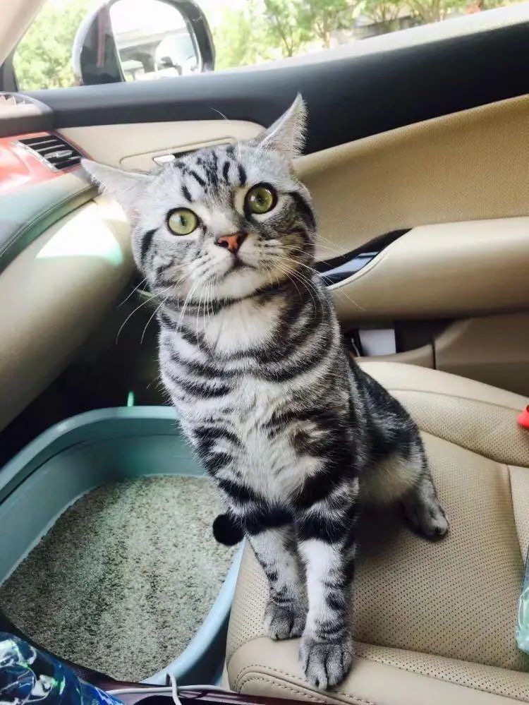 “似乎它从来都没有真正离开过”：和宠物告别的25个时刻