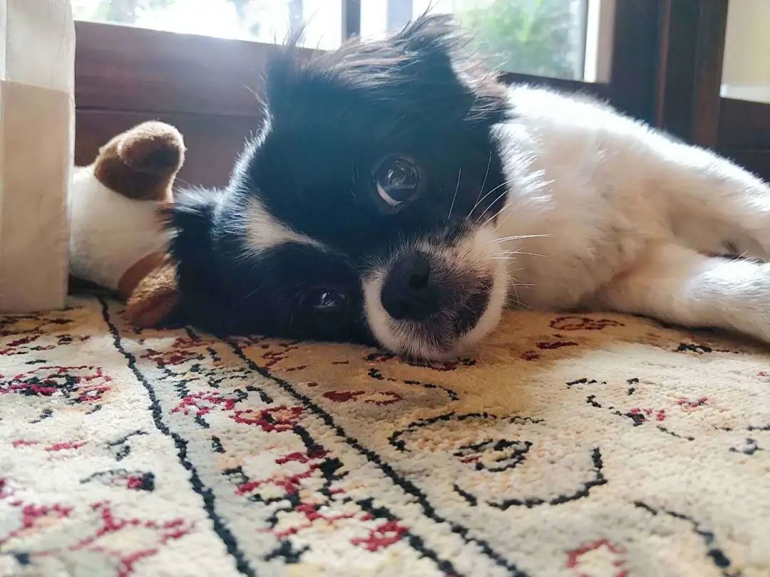 “似乎它从来都没有真正离开过”：和宠物告别的25个时刻