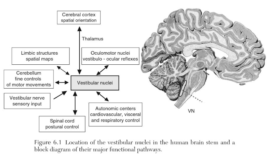 前庭眩晕康复科普,前庭康复训练方法和步骤