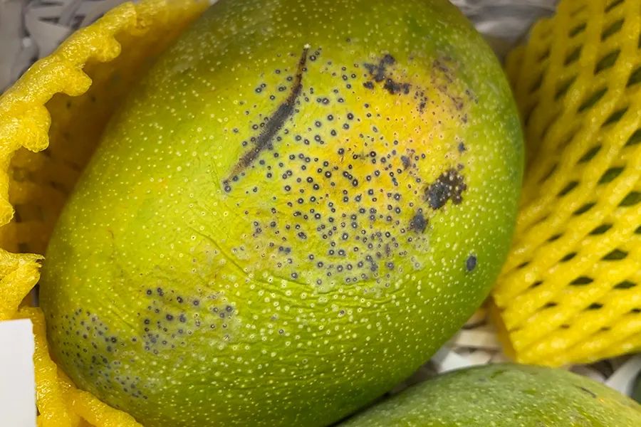 开XXXL号卖场，盒马X会员店打得过山姆、Costco吗？