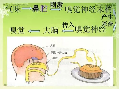 警惕老年人的嗅觉功能减退，可能预示着痴呆