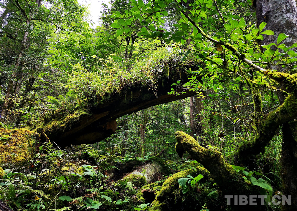 盘点西藏4个最美避世村落,西藏察隅旅游资源探秘