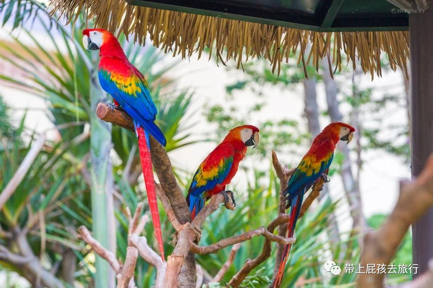 珠海长隆带小孩住哪个酒店比较好,长隆各个酒店区别