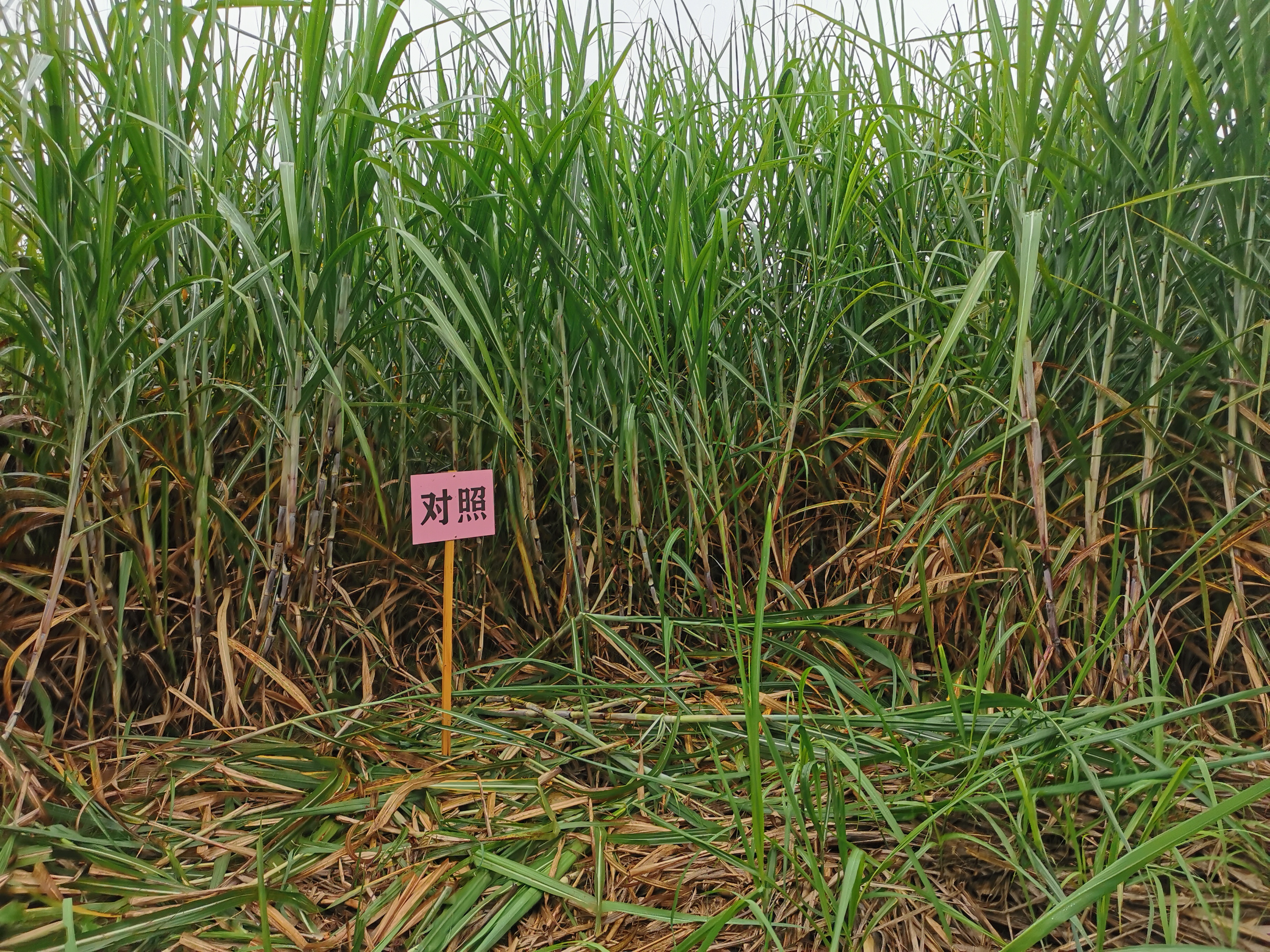 甘蔗地膜种植技术视频,甘蔗新品种育苗法