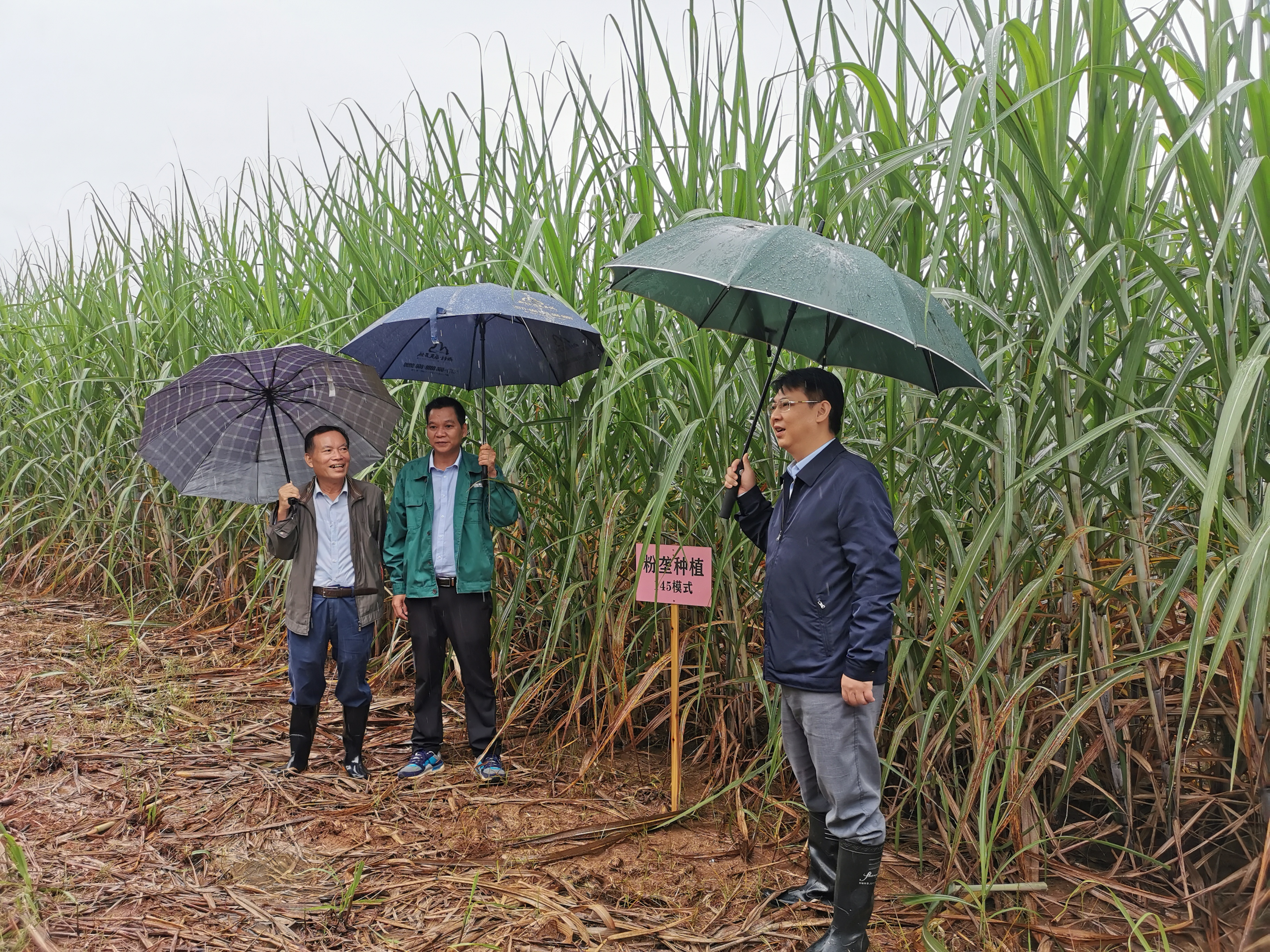 甘蔗地膜种植技术视频,甘蔗新品种育苗法
