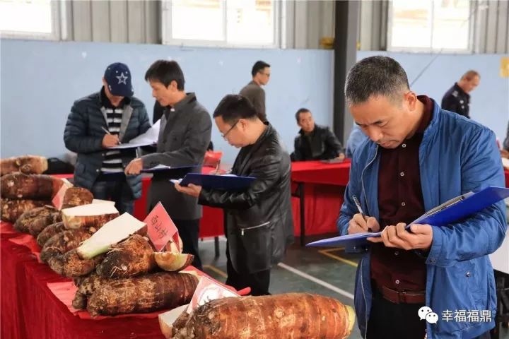 福鼎槟榔芋盛宴即将上线！招商+订餐热线，详情请戳→