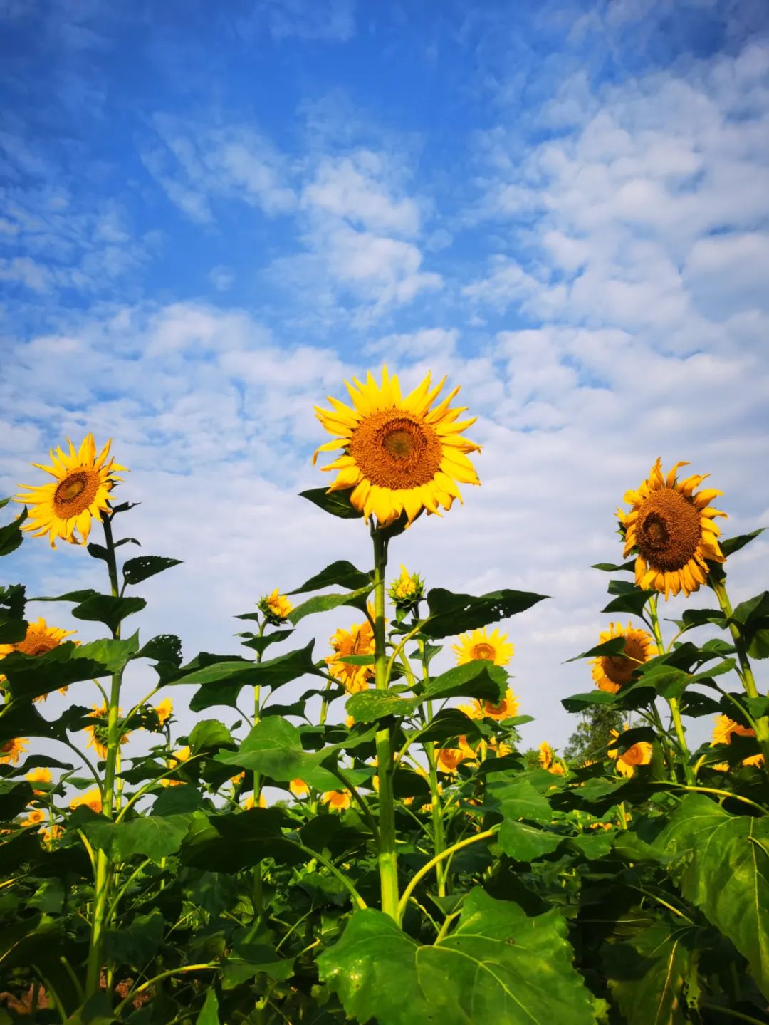 去东湖看花,去东湖看风景