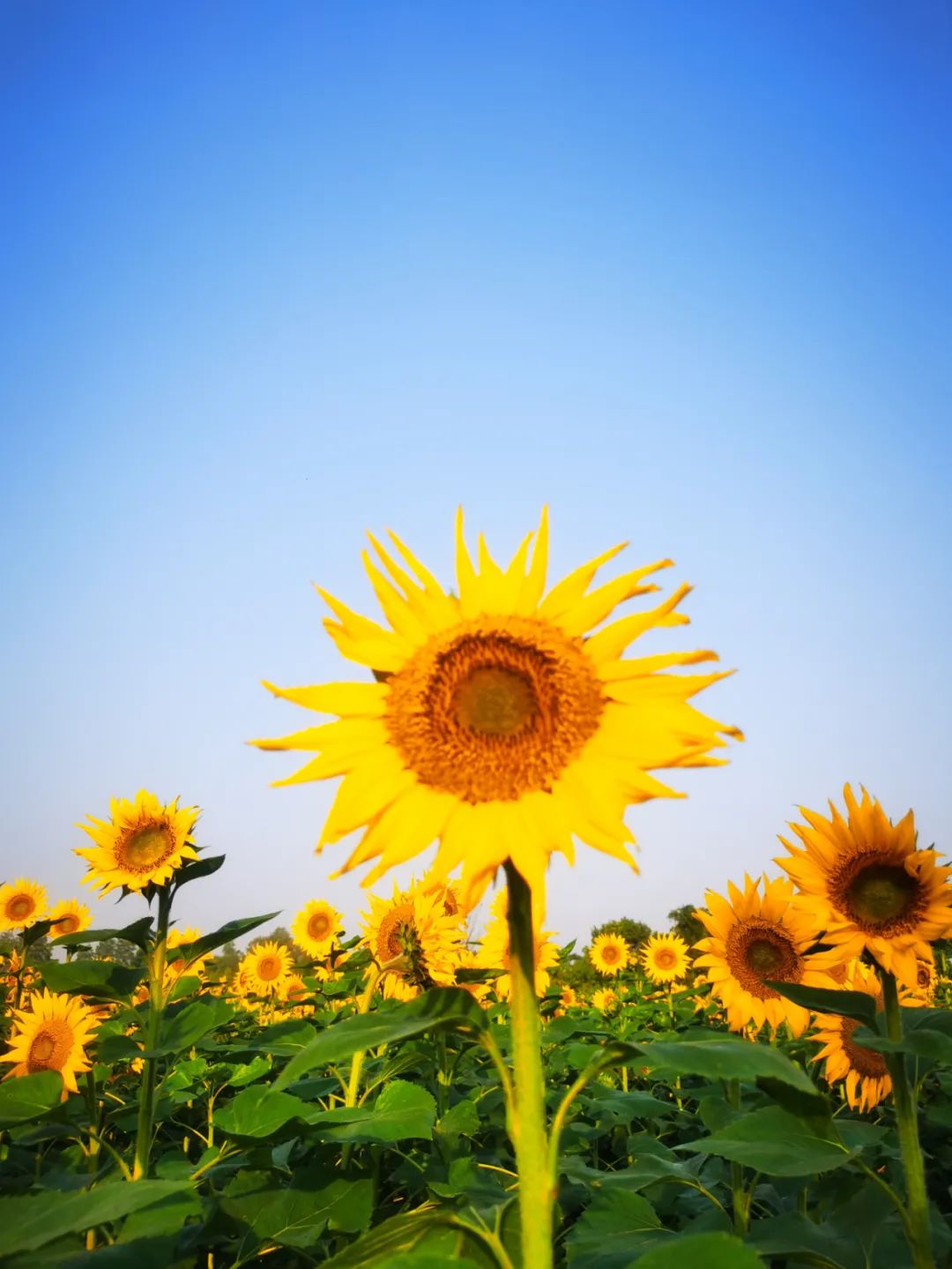去东湖看花,去东湖看风景