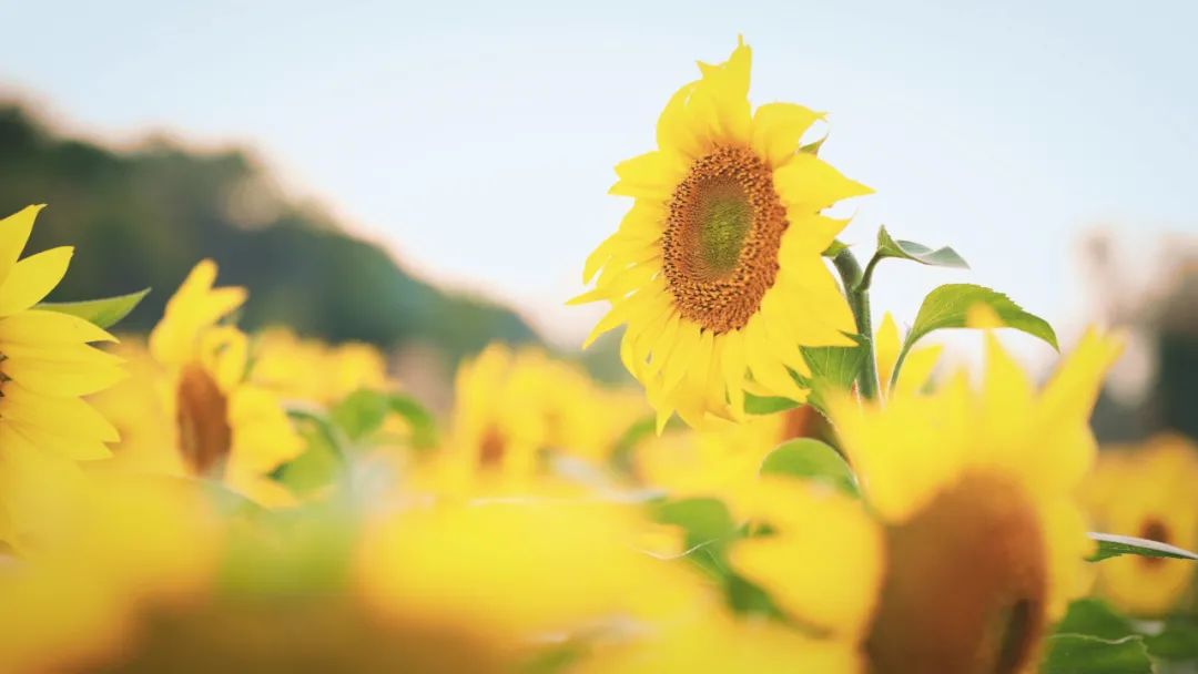 去东湖看花,去东湖看风景
