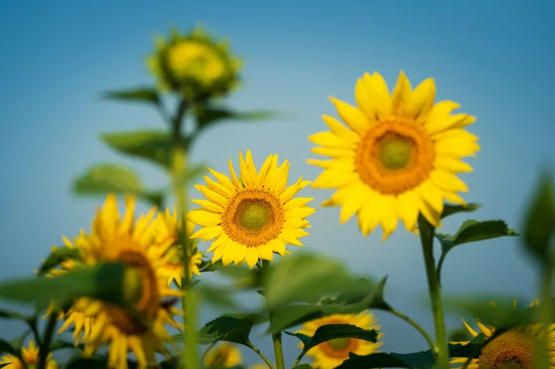 去东湖看花,去东湖看风景