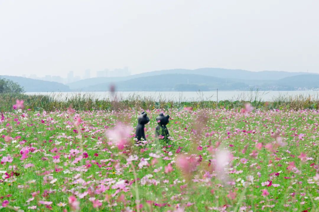 去东湖看花,去东湖看风景