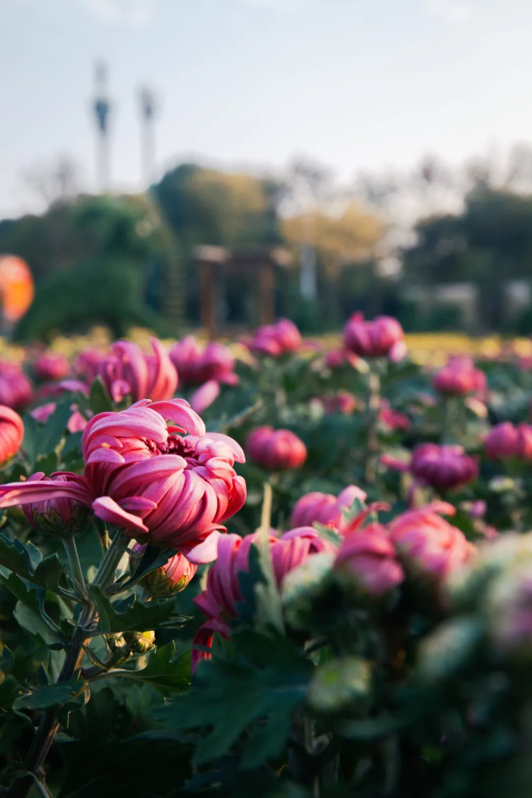去东湖看花,去东湖看风景