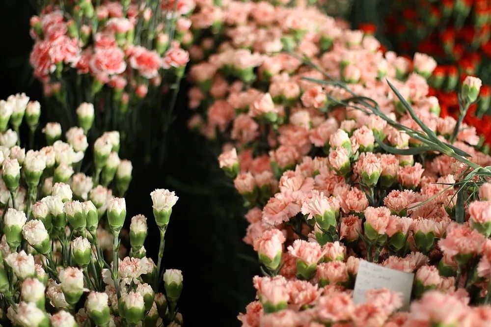 昆明春城秀图片,昆明正宗春城秀