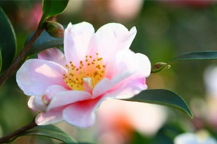 昆明春城秀图片,昆明正宗春城秀