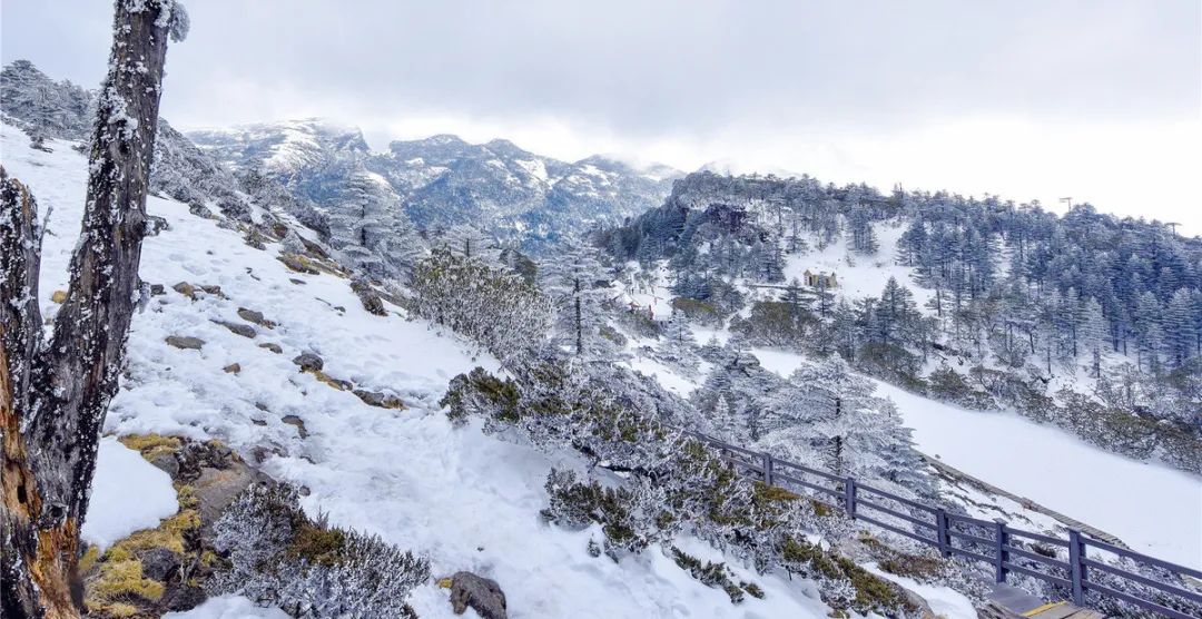 昆明春城秀图片,昆明正宗春城秀