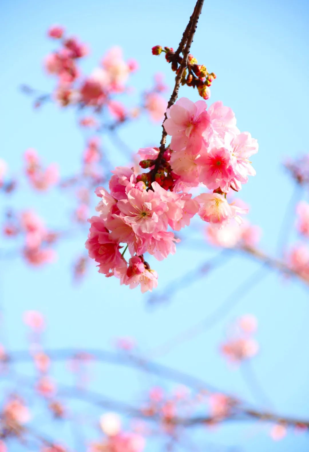 昆明春城秀图片,昆明正宗春城秀