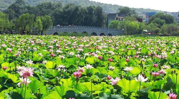 李正善图片,李世民丹凤眼