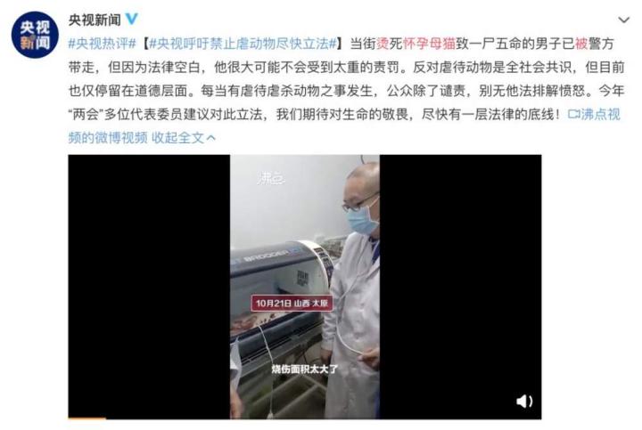又见“开水烫猫”，呼吁反虐待别总止于口水｜长城评论