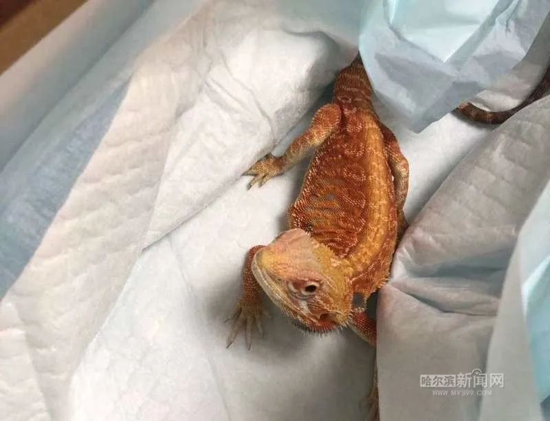 踏入异宠圈你想好了吗？丨刺猬、蜘蛛、羊驼、蟑螂……获取渠道或涉违法，如弃养更会危害公共安全