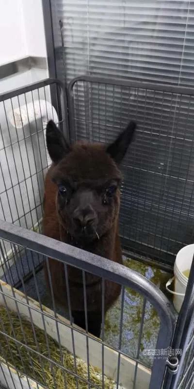 踏入异宠圈你想好了吗？丨刺猬、蜘蛛、羊驼、蟑螂……获取渠道或涉违法，如弃养更会危害公共安全