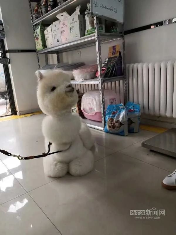 踏入异宠圈你想好了吗？丨刺猬、蜘蛛、羊驼、蟑螂……获取渠道或涉违法，如弃养更会危害公共安全