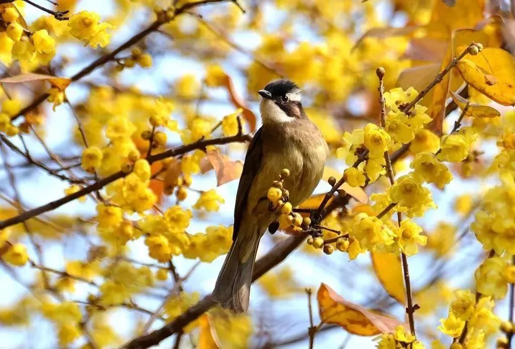 成都100种美景图片,航拍中国成都十大风景区