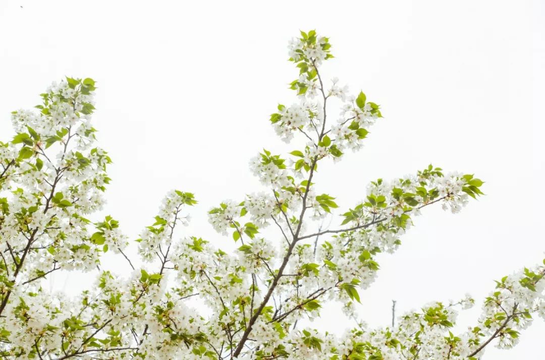 成都100种美景图片,航拍中国成都十大风景区