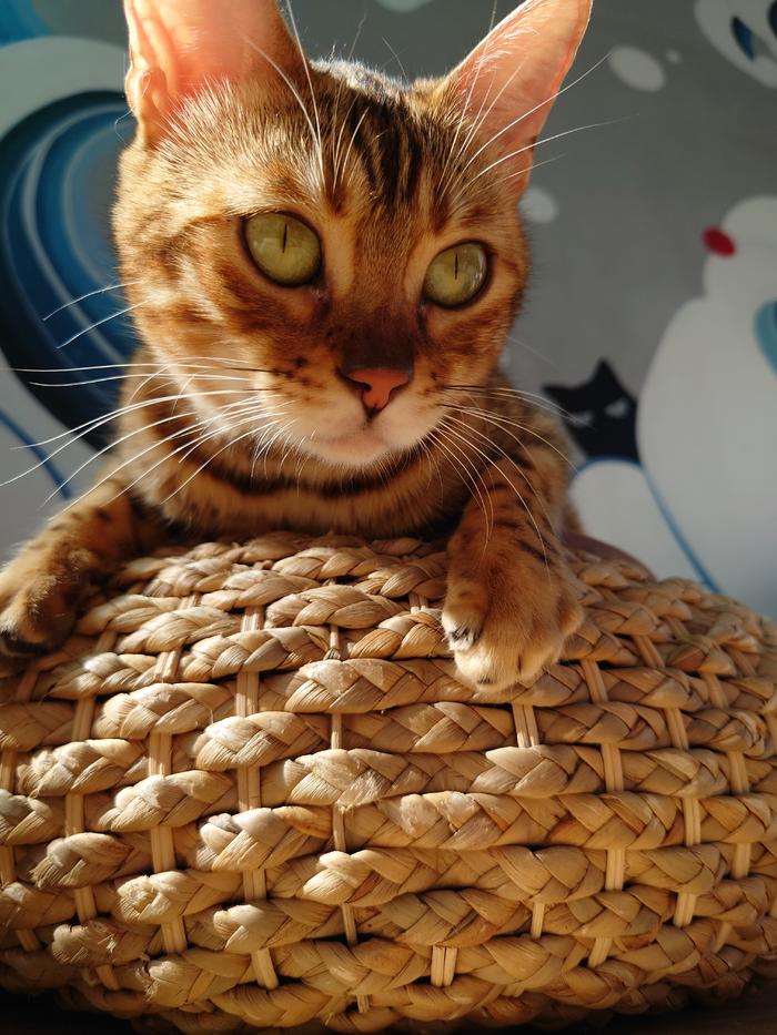 性能拉满电脑,性能拉满软件