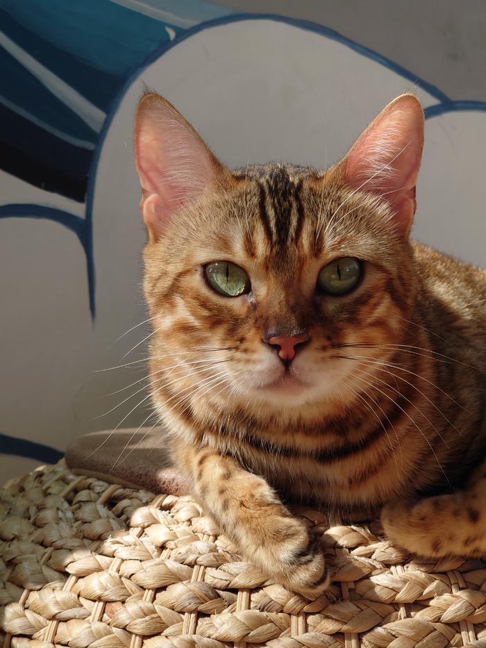 性能拉满电脑,性能拉满软件