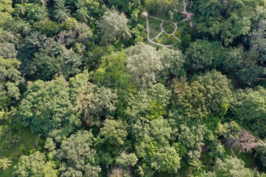 无花果抗虫,无花果的抗癌效果怎样