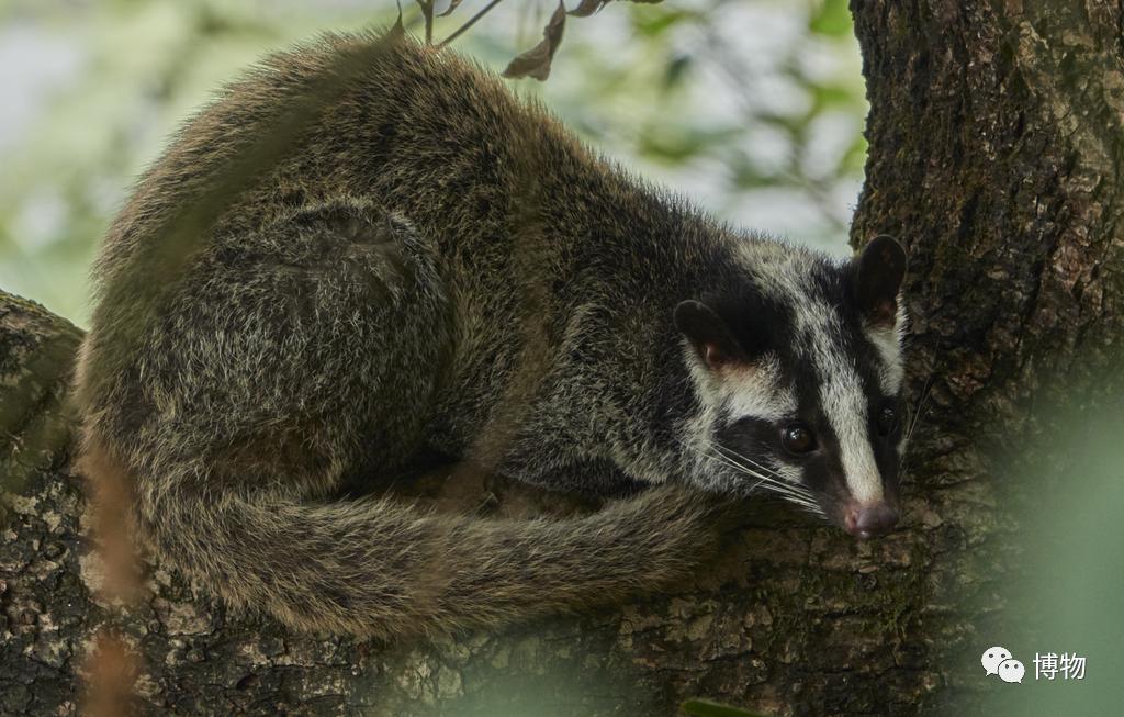 2003年非典是因为果子狸吗,非典与果子狸有关吗
