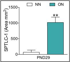 《细胞》子刊：肥胖导致性早熟的原因找到了！科学家发现，肥胖会增加大脑中神经酰胺水平，调控交感神经刺激卵巢，导致性早熟丨科学大发现