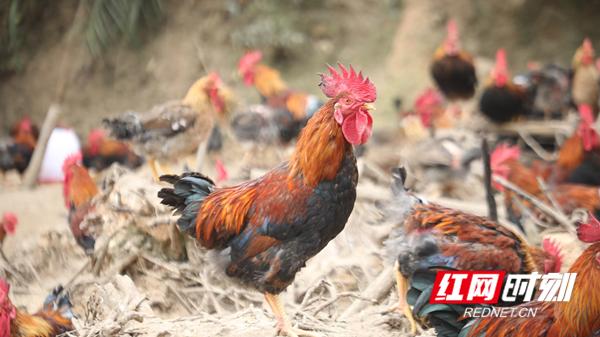 爱心扶贫助力农民早日致富,爱心收购贫困户滞销农产品