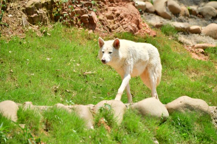 9小只，奶萌奶萌的！湖州刚诞生4头小金虎的动物园，又迎来一窝小白狼