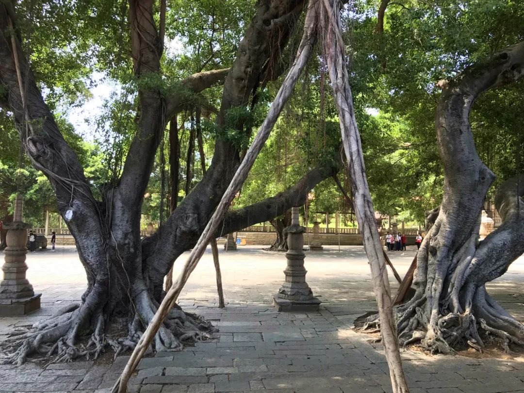 千米老街竟有16处宋元遗迹，上百条古巷飘香，这宝藏小城也太低调了「459集」