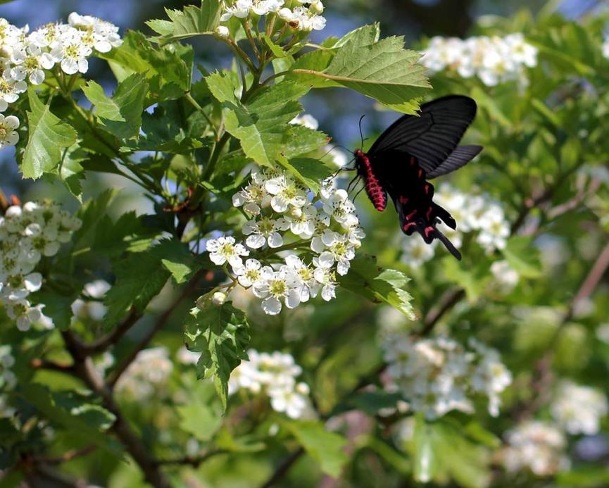 园林科普,园林树木科普