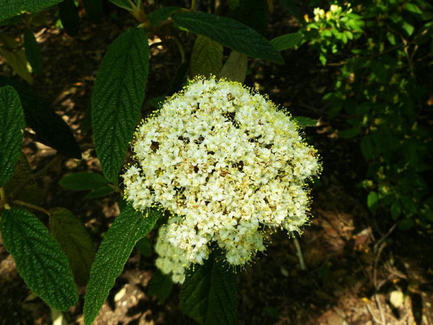 园林科普,园林树木科普