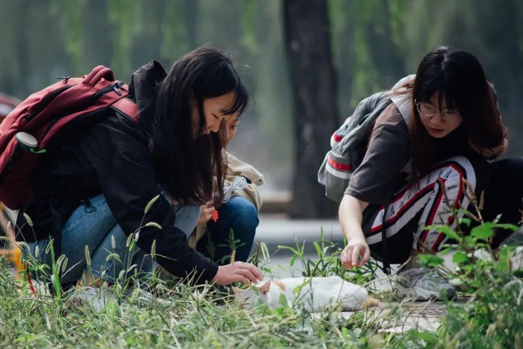 “天猫”来了？天大的猫猫们有自己的表情包啦！点击*载下**