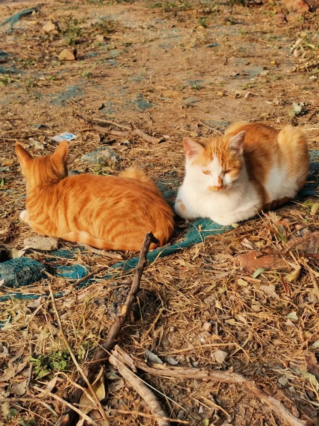 “天猫”来了？天大的猫猫们有自己的表情包啦！点击*载下**