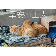 “天猫”来了？天大的猫猫们有自己的表情包啦！点击*载下**