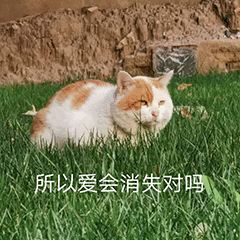 “天猫”来了？天大的猫猫们有自己的表情包啦！点击*载下**