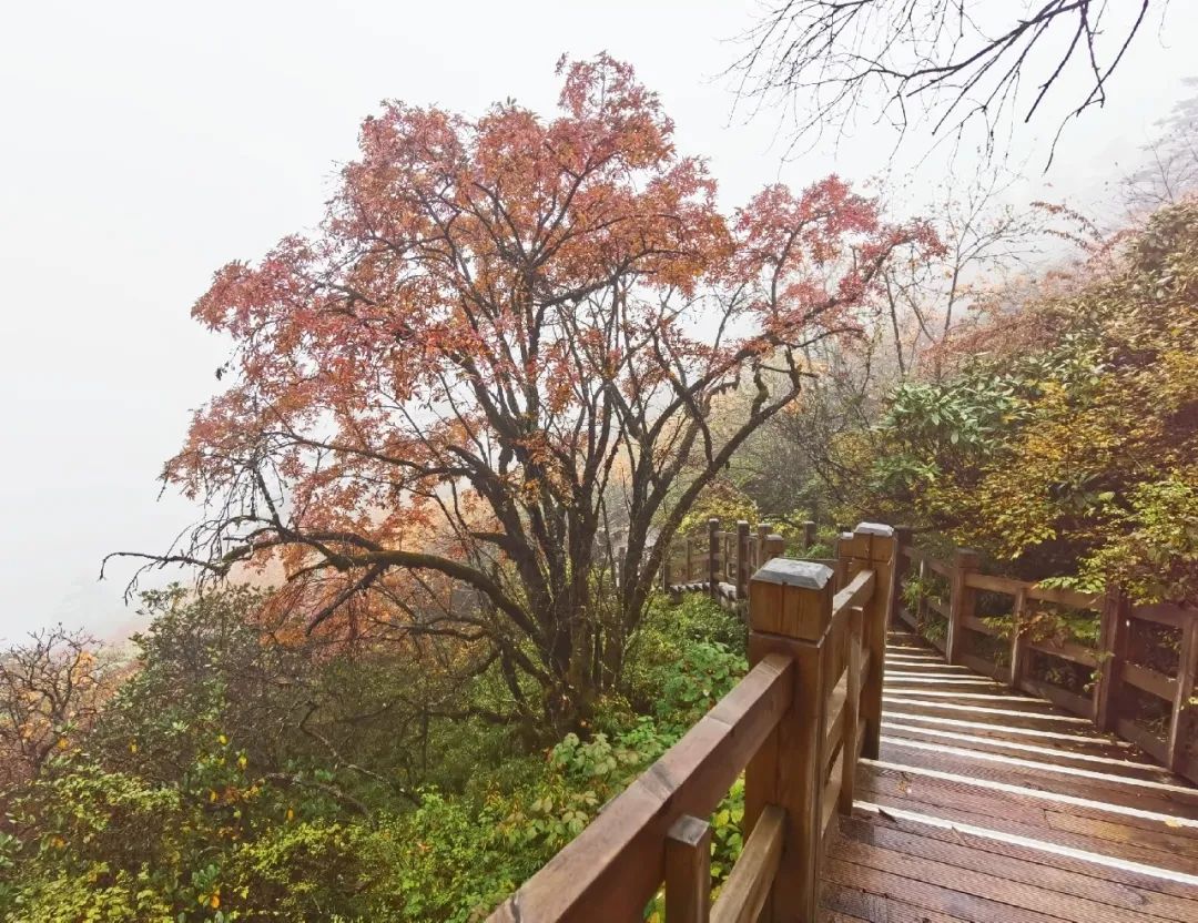 中国能一年四季滑雪的雪场,去滑雪哪个雪场值得去