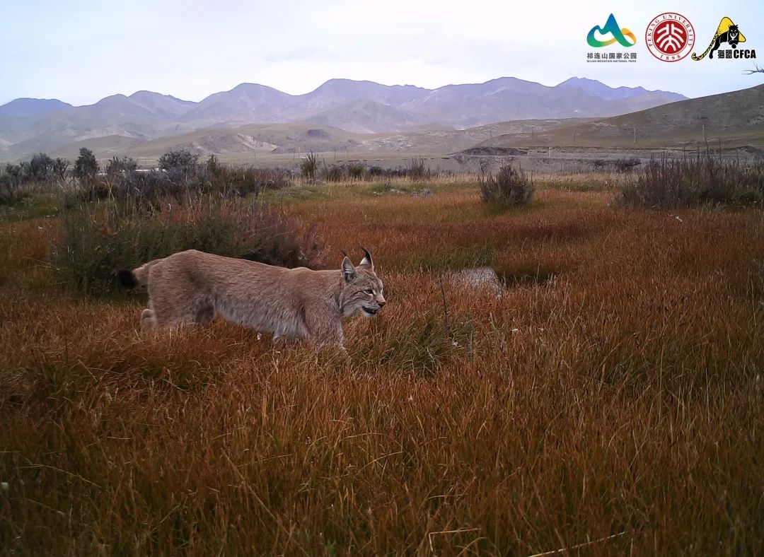 猞猁和雪兔,雪兔和猞猁
