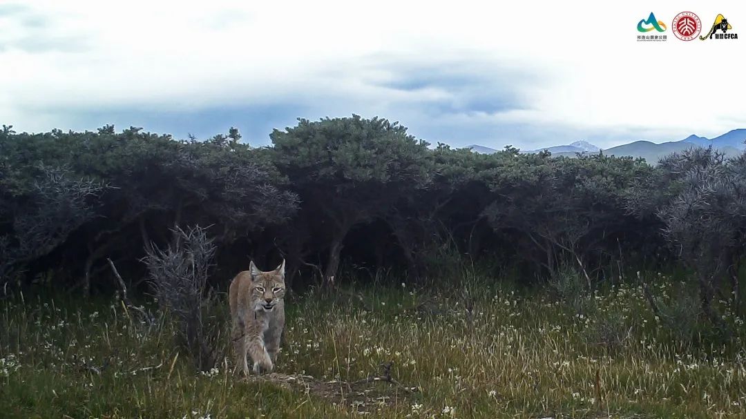 猞猁和雪兔,雪兔和猞猁