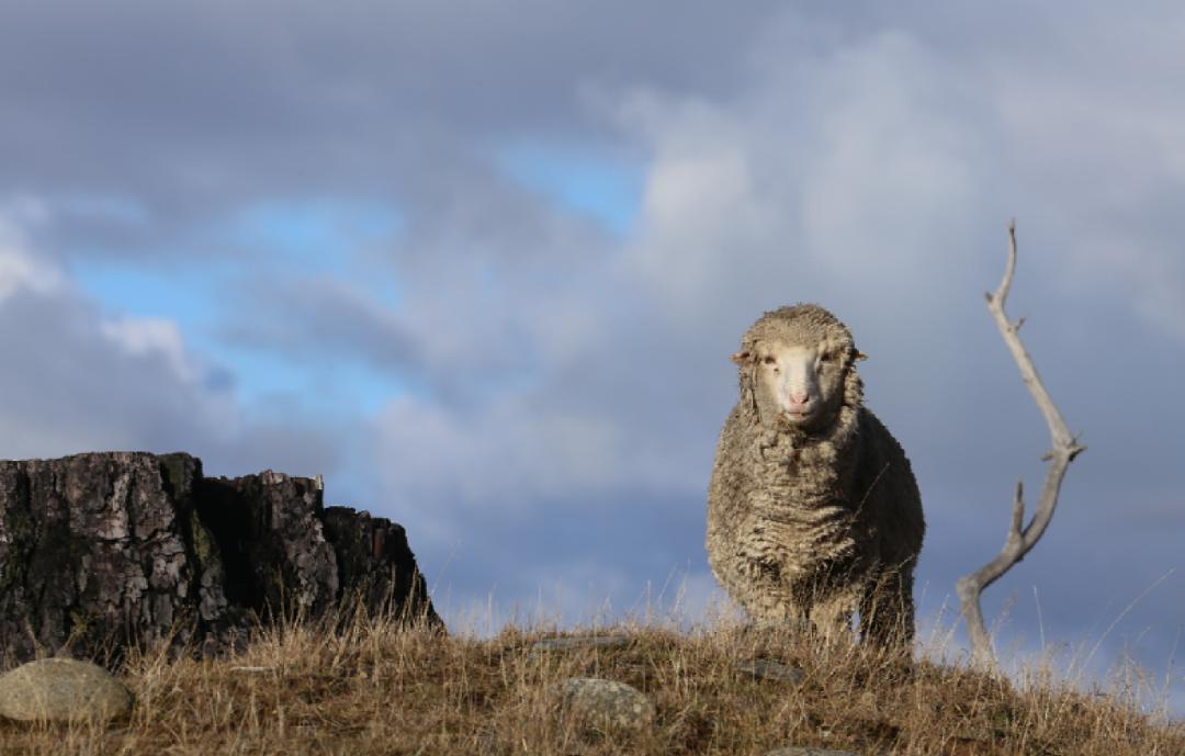 猞猁和雪兔,雪兔和猞猁